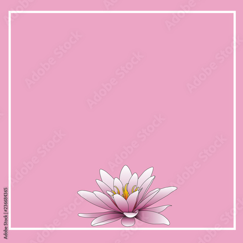 lotus flower in pink