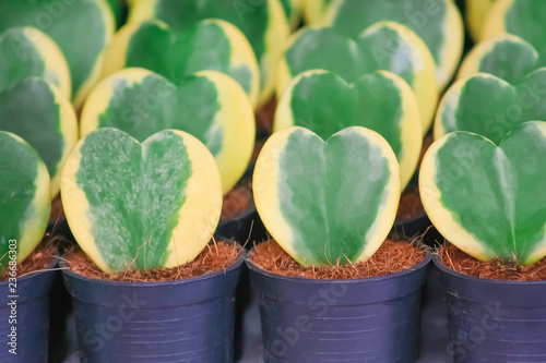 Sweetheart Hoya green leaf in heart shape patterns , Pot  ornamental flower plant  or Hoya kerrii Craib in black pot with coconut fiber photo