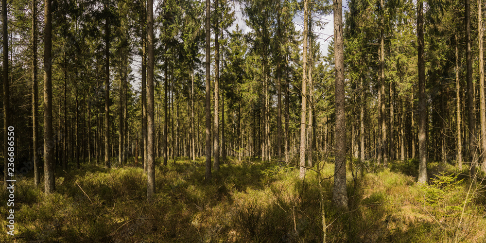 Fototapeta premium Waldpanorama