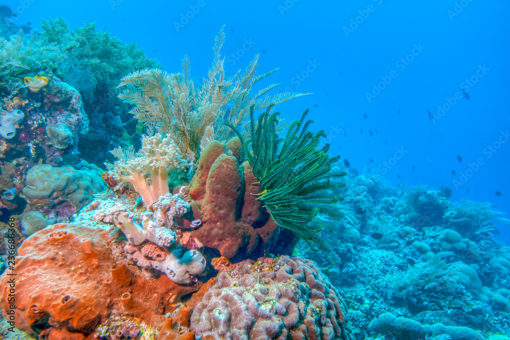 Naklejka premium Coral garden in Caribbean