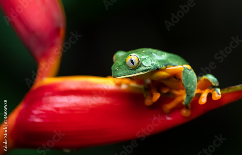Splendid Leaf frog in Costa Rica 