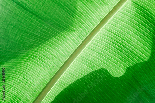 Fotografie Banana green leaf texture background