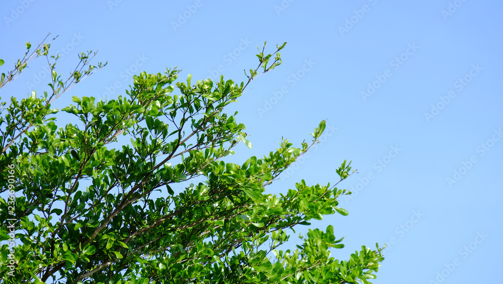 Green foliage as background Green foliage as background