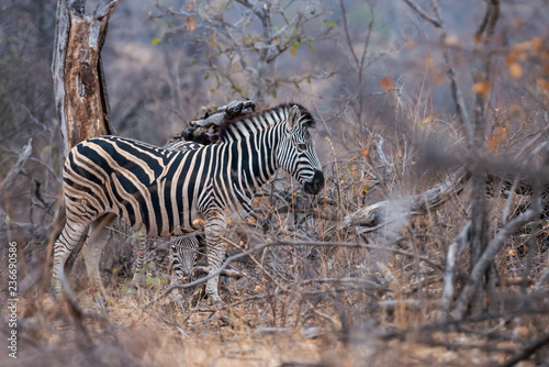 2 Zebras Africa