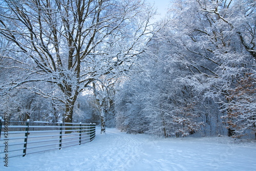 Snow covered trees in the park