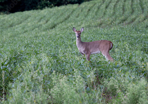 Deer posing in soybeans