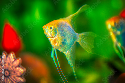 angel fish in aquarium