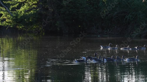 grandiose nature, wild geese swim through the picture photo