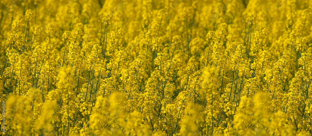 Natural yellow background texture. Spring rapeseed field