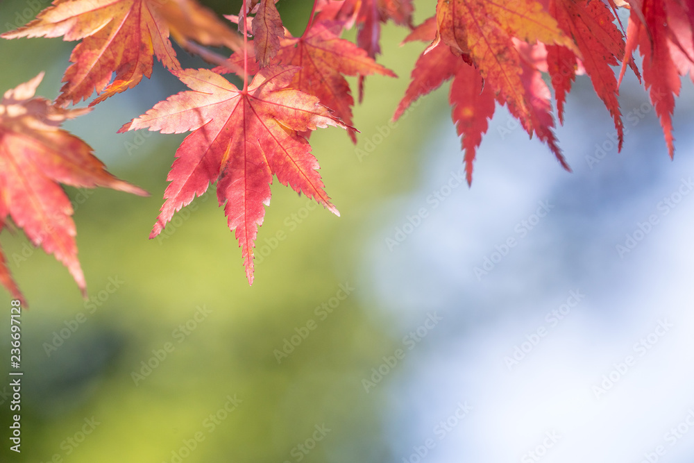 Beautiful red maple leaves in autumn sunny day, blue sky, close up, copy space, macro Beautiful red maple leaves in autumn sunny day, blue sky, close up, copy space, macro