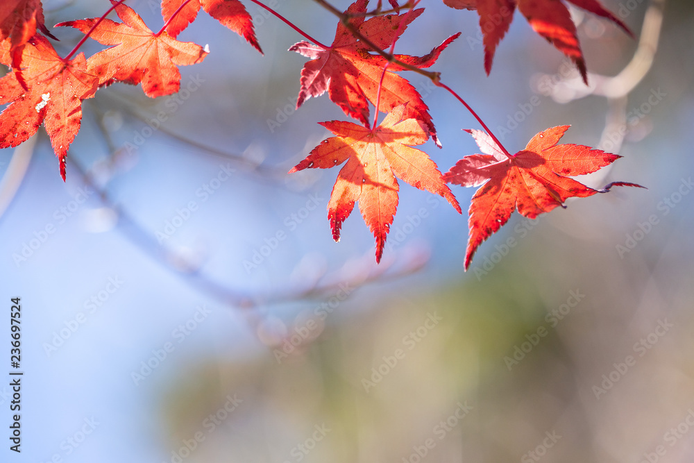 Beautiful red maple leaves in autumn sunny day, blue sky, close up, copy space, macro Beautiful red maple leaves in autumn sunny day, blue sky, close up, copy space, macro