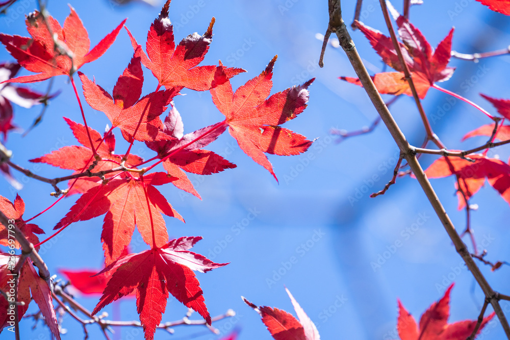 Beautiful red maple leaves in autumn sunny day, blue sky, close up, copy space, macro