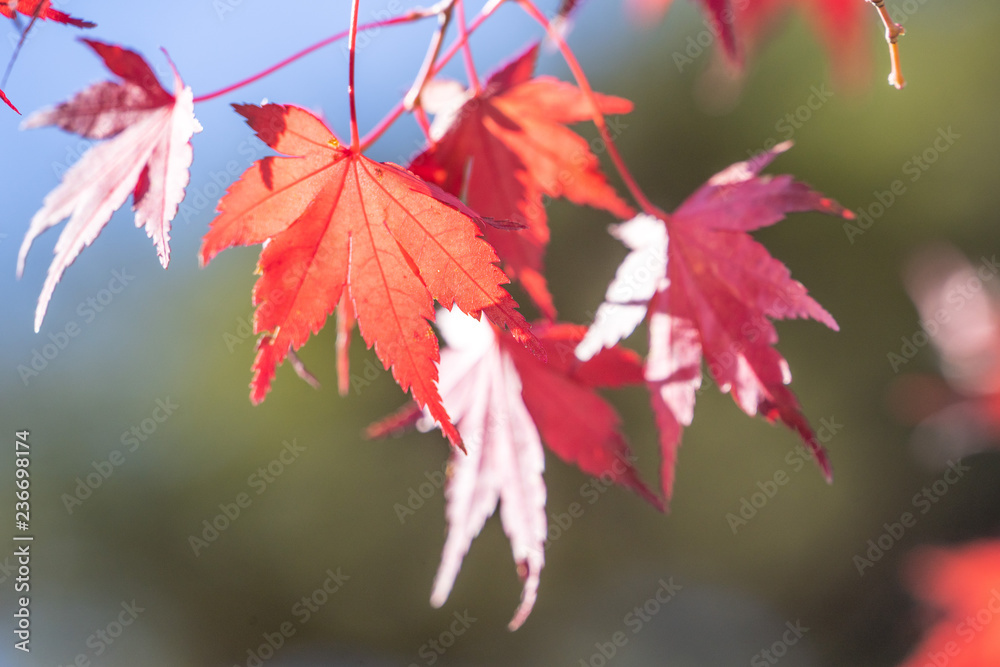 Beautiful red maple leaves in autumn sunny day, blue sky, close up, copy space, macro Beautiful red maple leaves in autumn sunny day, blue sky, close up, copy space, macro