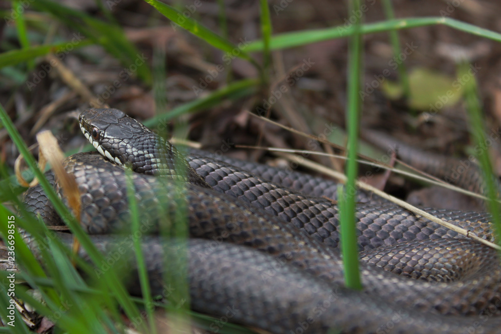 Snake in the grass Snake in the grass