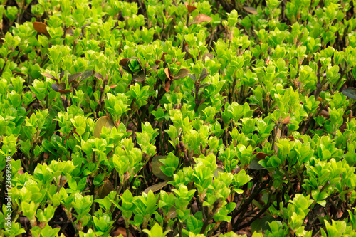 Buxus sinica leaves in a garden