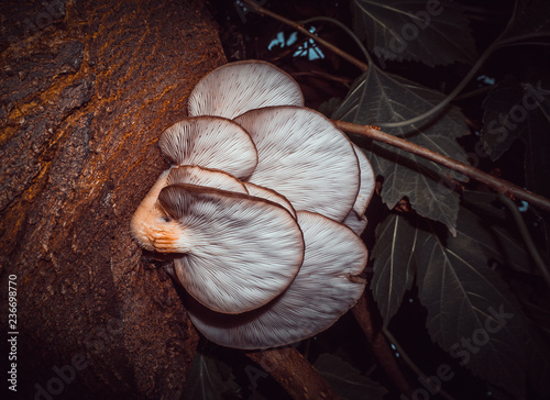 Amazing mushroom background and texture on tree trunk. Beauty in nature.