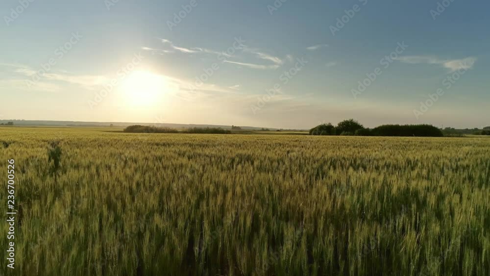 Flying over wheat field at sunset, 4k Flying over wheat field at sunset, 4k