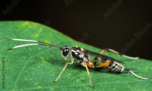 Macro Photo of Ichneumon Wasp with Black and White Antennae on Green Leaf photo