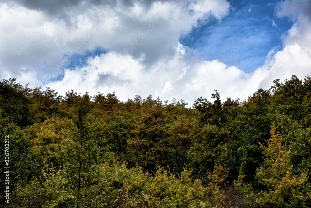 trees and sky trees and sky