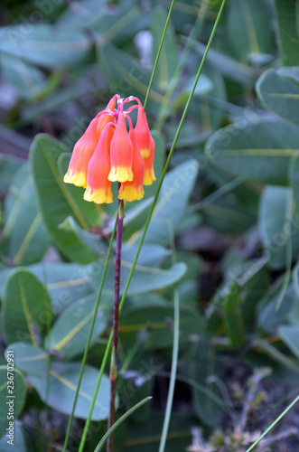 Christmas Bells, Blandfordia nobilis, family Blandfordiaceae. Spring and summer flowering perennial herb native to eastern Australia, growing in Royal National Park, New South Wales. photo