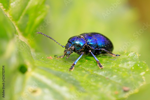 beetle on green leaf