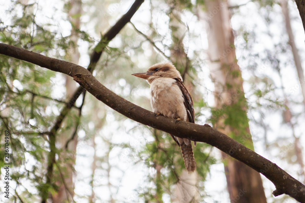 Kookaburra bird perching on a branch on blurred background