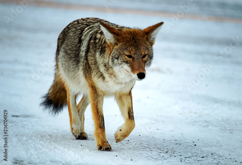 Road Coyote