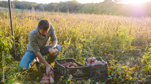 Farmer harvesting and puts sweet potato in box at field of his farm.