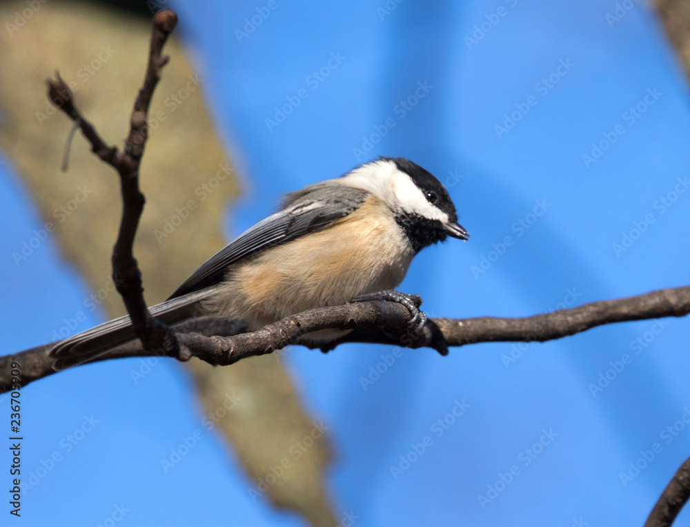 Fototapeta premium Black Capped Chickadee (Poecile atricapillus) at blue sky background