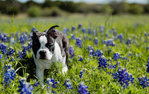 Boston Terrier