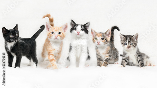 Photography Litter of five kittens