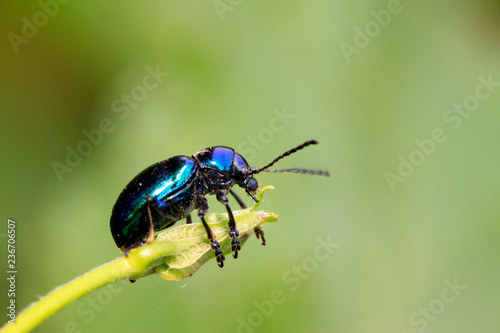 beetle on green leaf © YuanGeng
