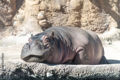 Canvas Print hippopotamus in the zoo