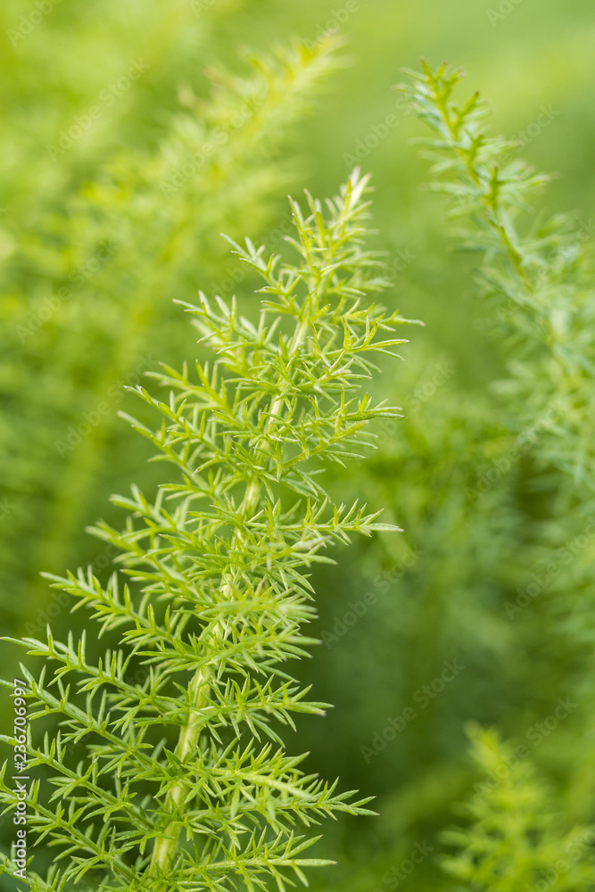pointy green leaves background texture pointy green leaves background texture