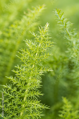 pointy green leaves background texture