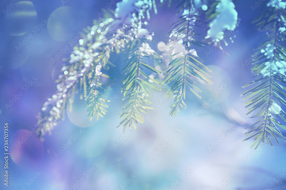 Blurred background with fir branches and bokeh Blurred background with fir branches and bokeh