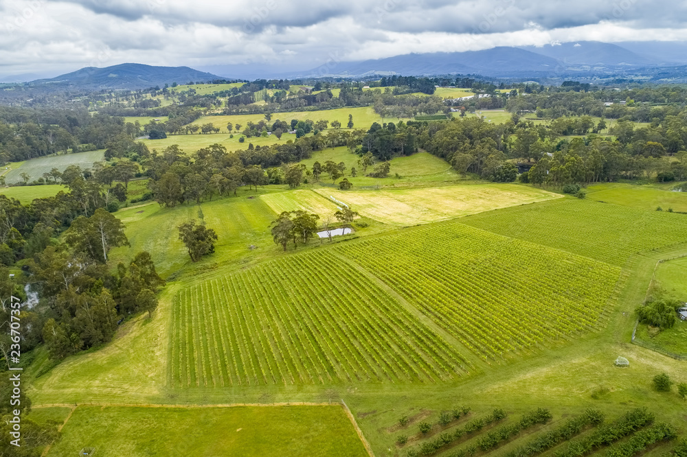 Aerial view of straight rows of crops and rolling landscape in Wandin East, Melbourne, Australia