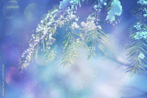 Blurred background with fir branches and bokeh