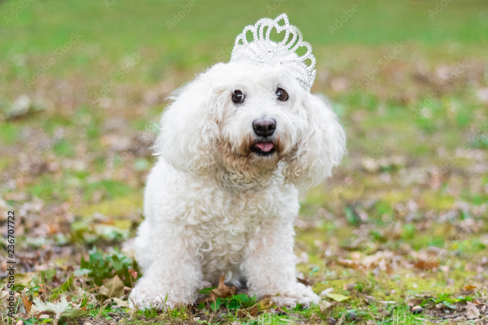 Fluffy white dog wearing crown with big eyes