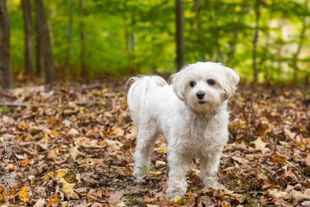 Small cute white dog standing in brown leaves in forest.