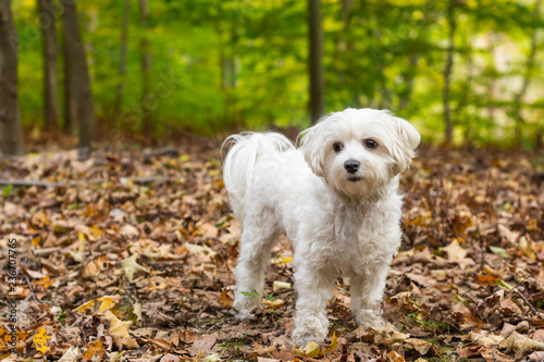 Small cute white dog standing in brown leaves in forest.