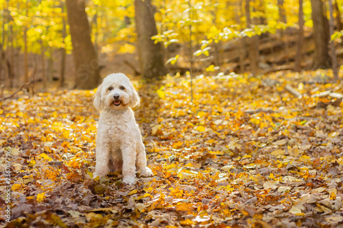 Cute smiling dog sitting in forest during fall