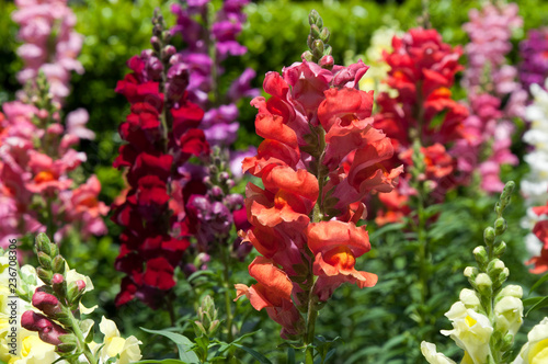 Fototapeta Naklejka Na Ścianę i Meble -  Sydney Australia, garden filled with colorful snap dragon flowers