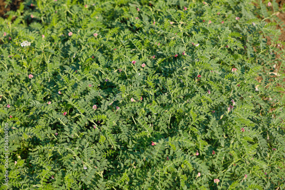 Fresh Green Chickpeas field , Chick peas also known as harbara or ...