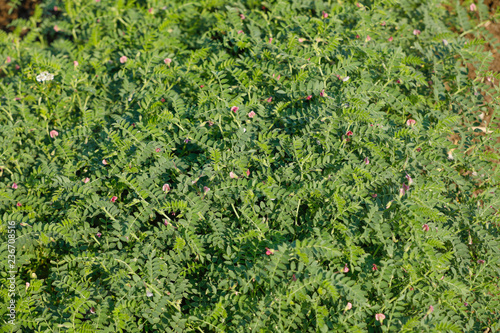 Fresh Green Chickpeas field , Chick peas also known as harbara or harbhara in hindi and Cicer is scientific name,