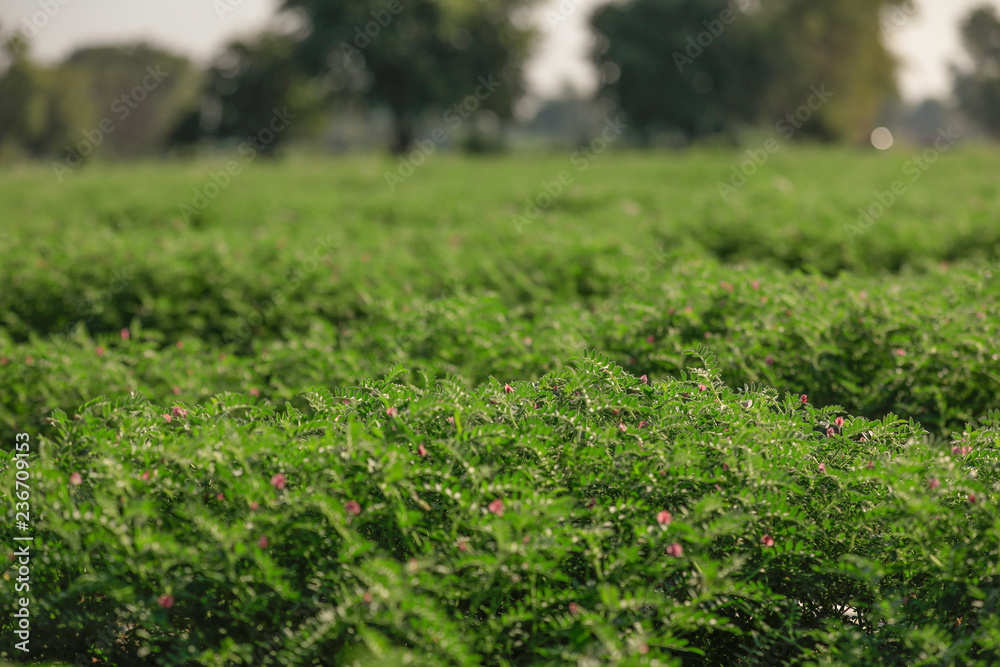 Fresh Green Chickpeas field , Chick peas also known as harbara or harbhara in hindi and Cicer is scientific name, Fresh Green Chickpeas field , Chick peas also known as harbara or harbhara in hindi and Cicer is scientific name,