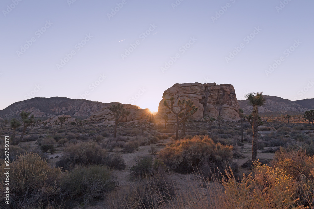 Sunrise in Joshua Tree National Park, California USA. High desert with stark rock formations and sparse vegetation under morning sunrays.