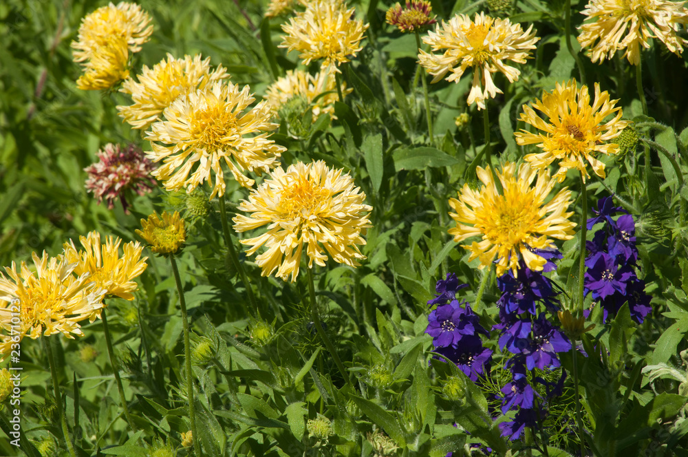 Obraz premium Sydney Australia, field of yellow coreopsis flowers