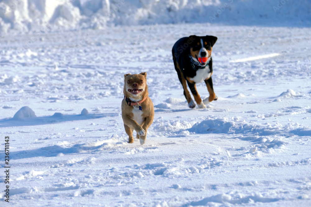 Two dogs chasing each other in the snow Two dogs chasing each other in the snow