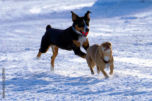 Two dogs chasing each other in the snow